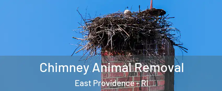 Chimney Animal Removal East Providence - RI