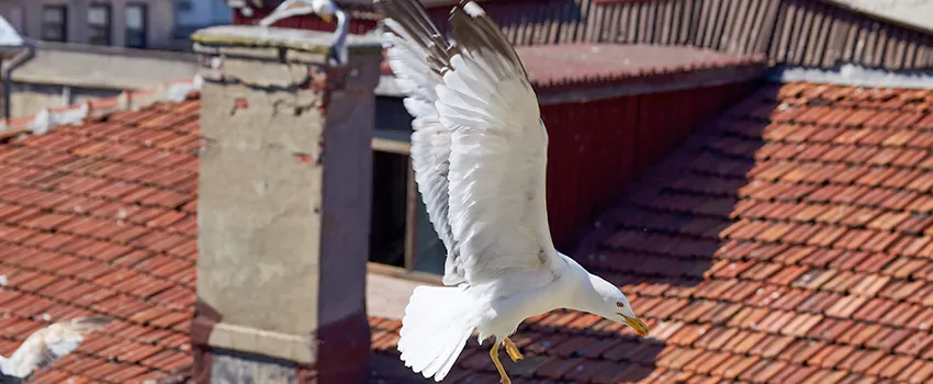 Residential Chimney Animal Removal Solution in East Providence, RI